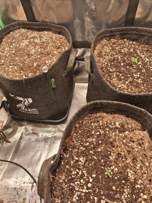 godfeather og f1 auto. Week 0