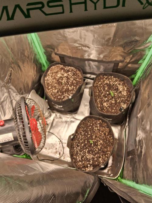 godfeather og f1 auto. Week 1 - Vendredi 