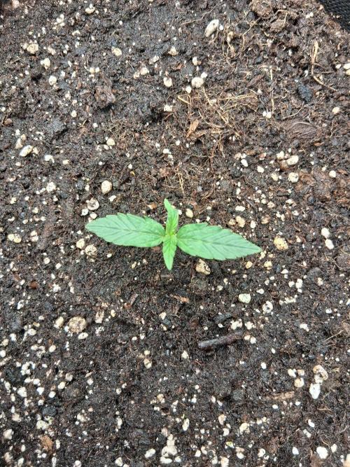 godfeather og f1 auto. Week 1 - Lundi 