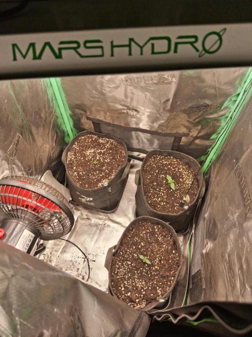 godfeather og f1 auto. Week 1