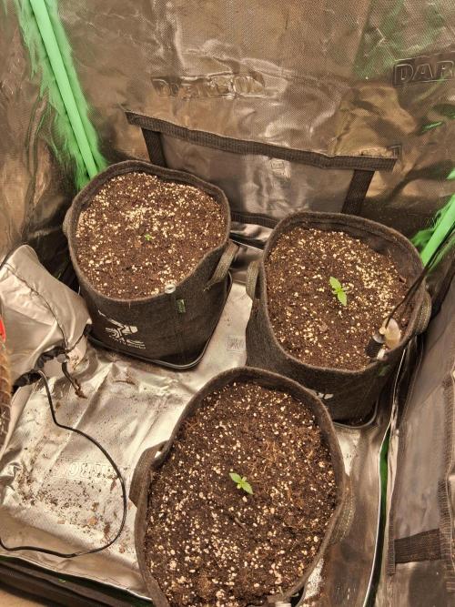 godfeather og f1 auto. Week 1