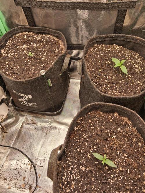 godfeather og f1 auto. Week 1