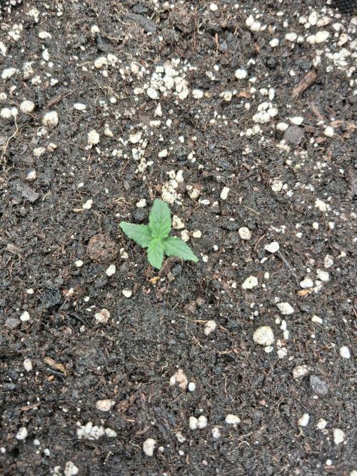 godfeather og f1 auto. Week 1 - Lundi 