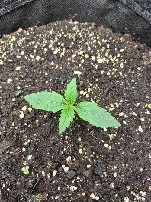 godfeather og f1 auto. Week 1 - Lundi 