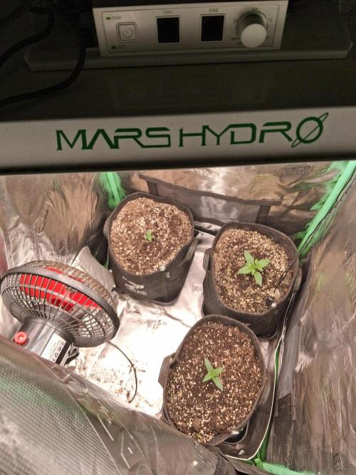 godfeather og f1 auto. Week 1 - Mercredi 