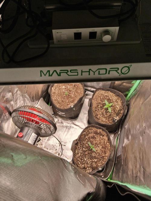 godfeather og f1 auto. Week 1