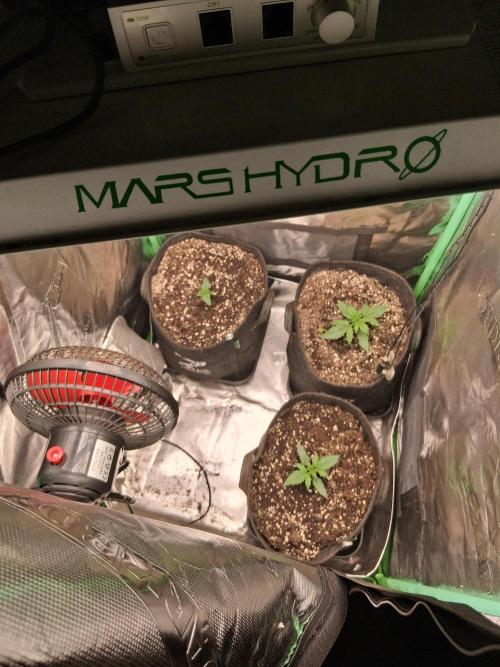 godfeather og f1 auto. Week 2 - Jour 15