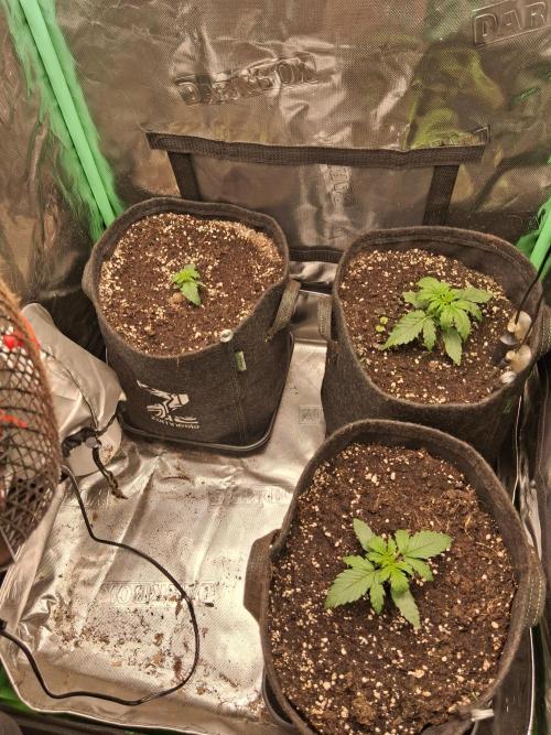 godfeather og f1 auto. Week 2 - Jour 16