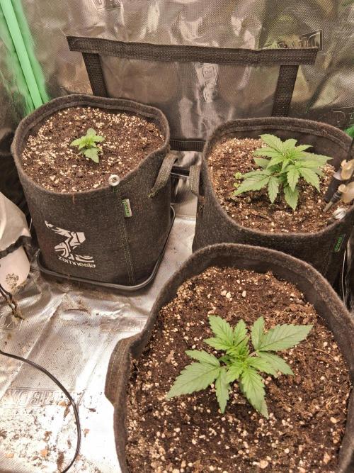 godfeather og f1 auto. Week 2 - Jour 17