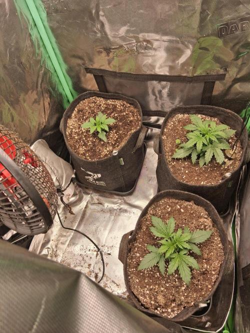 godfeather og f1 auto. Week 2 - Day 19