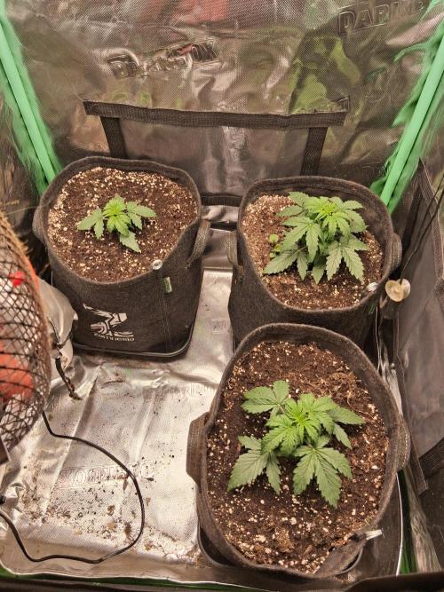 godfeather og f1 auto. Week 2 - Day 20