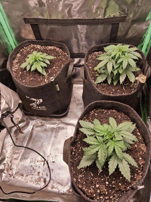 godfeather og f1 auto. Week 3 - Vendredi,  jour 22