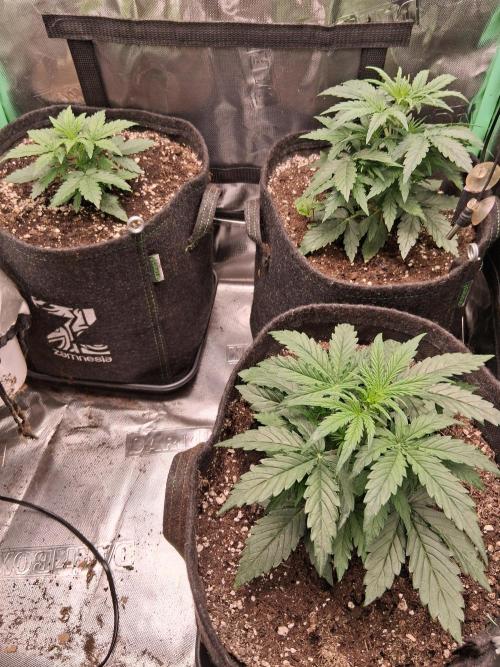 godfeather og f1 auto. Week 3 - Dimanche, jour 24