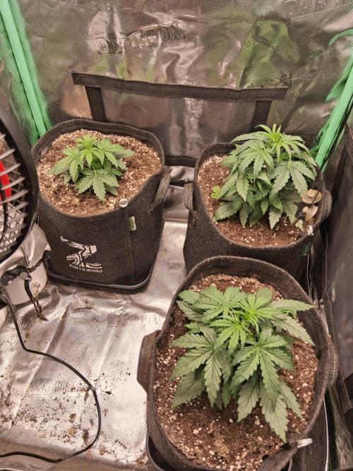 godfeather og f1 auto. Week 3 - Lundi, jour 25