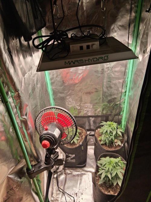 godfeather og f1 auto. Week 3 - Lundi 