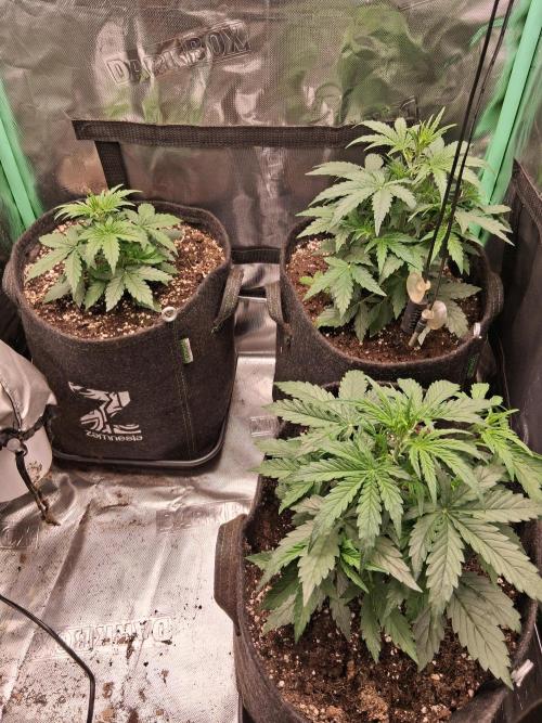 godfeather og f1 auto. Week 3 - Mardi, jour 26