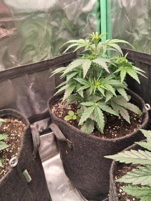 godfeather og f1 auto. Week 3 - Mercredi, jour 27