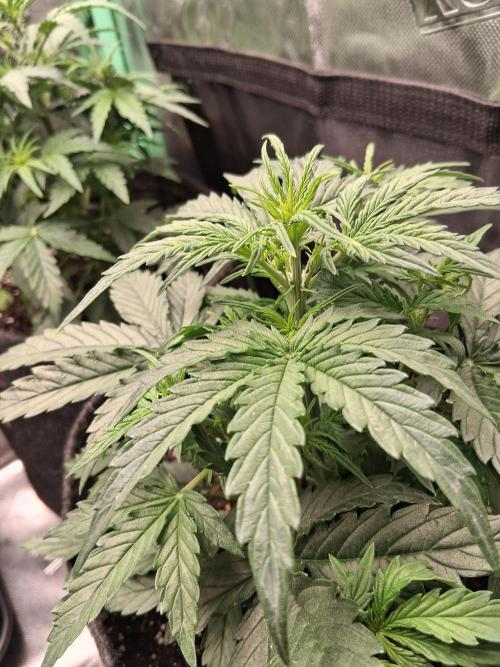 godfeather og f1 auto. Week 3 - Mercredi 