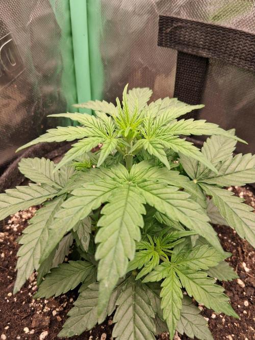 godfeather og f1 auto. Week 3 - Mercredi 
