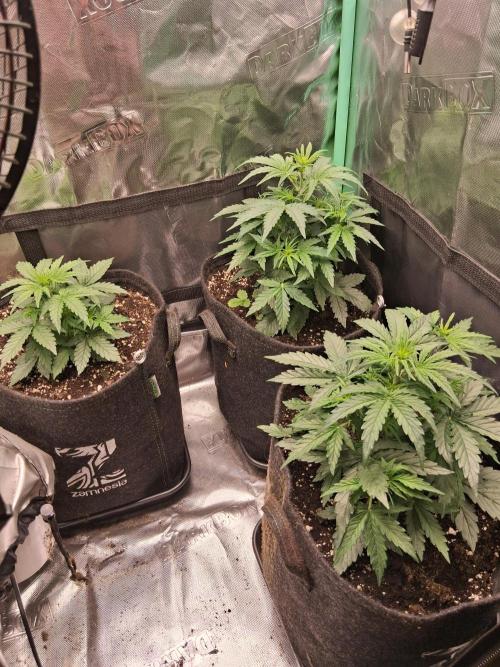 godfeather og f1 auto. Week 3 - Mercredi