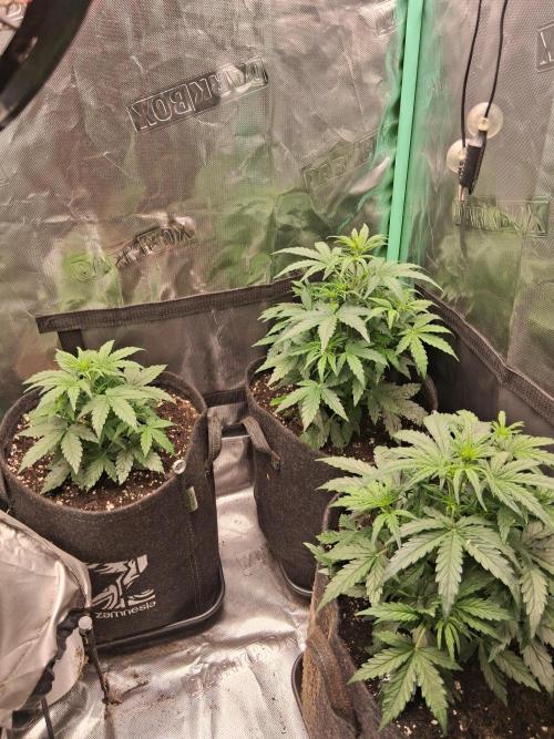 godfeather og f1 auto. Week 4 - Jeudi, jour 1 de cette semaine 