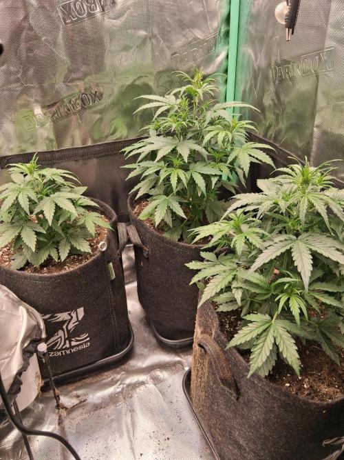 godfeather og f1 auto. Week 4 - Vendredi, jour2