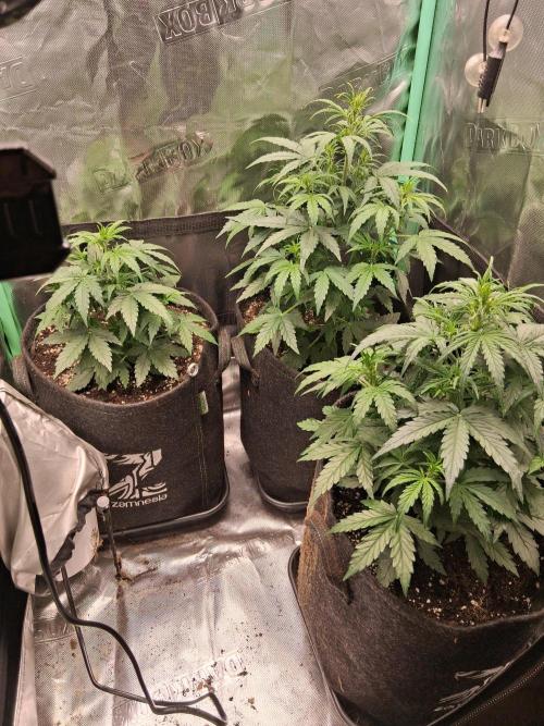 godfeather og f1 auto. Week 4 - Samedi, jour3