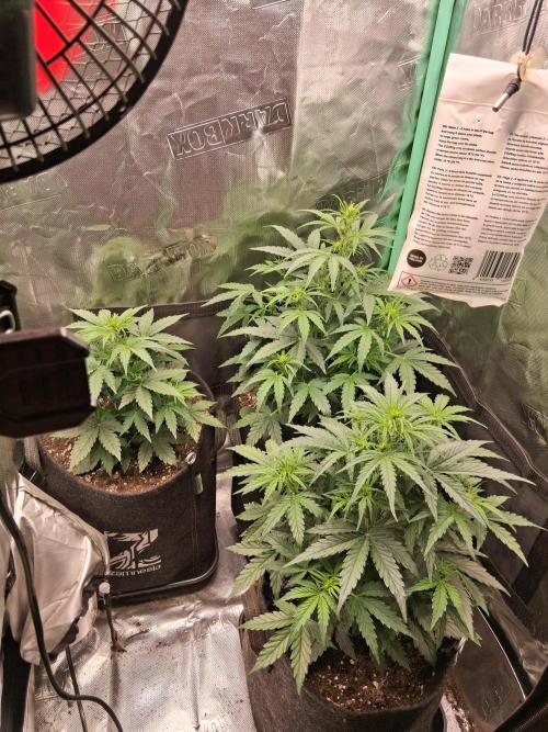 godfeather og f1 auto. Week 4 - Dimanche, jour 4