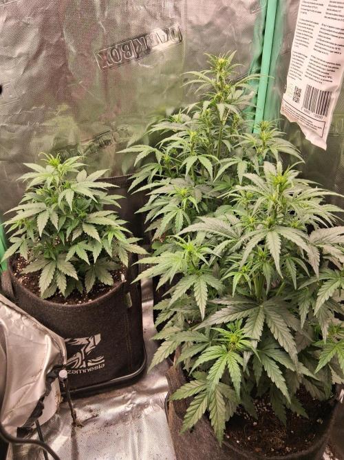 godfeather og f1 auto. Week 4 - Lundi, jour 5