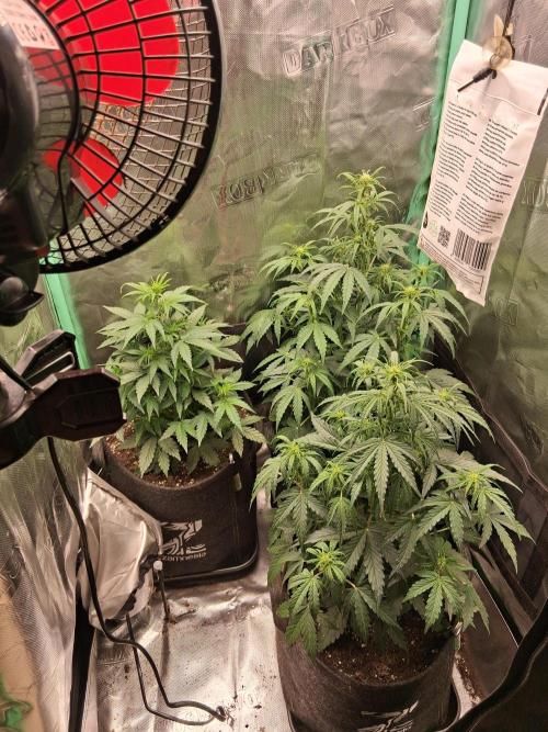 godfeather og f1 auto. Week 4 - Mercredi, jour6, semaine 5