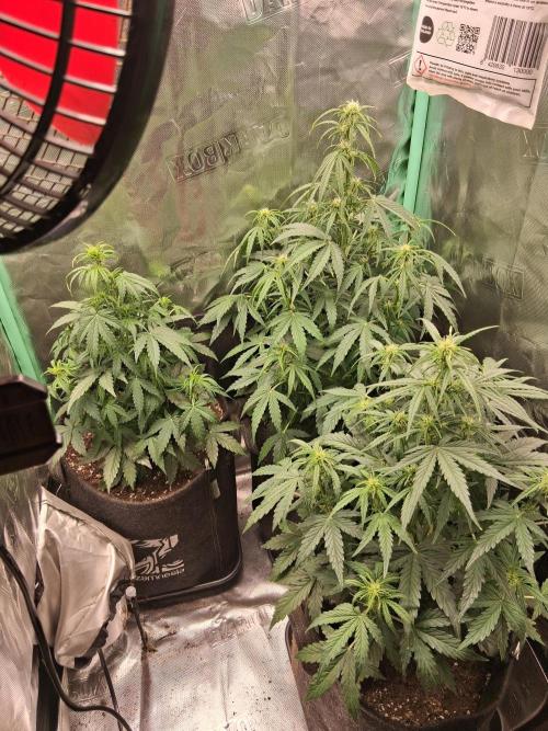 godfeather og f1 auto. Week 5 - Jeudi 