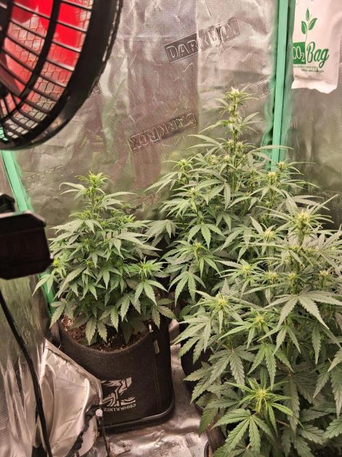 godfeather og f1 auto. Week 5 - Vendredi 