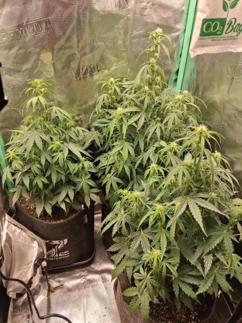 godfeather og f1 auto. Week 5 - Samedi 