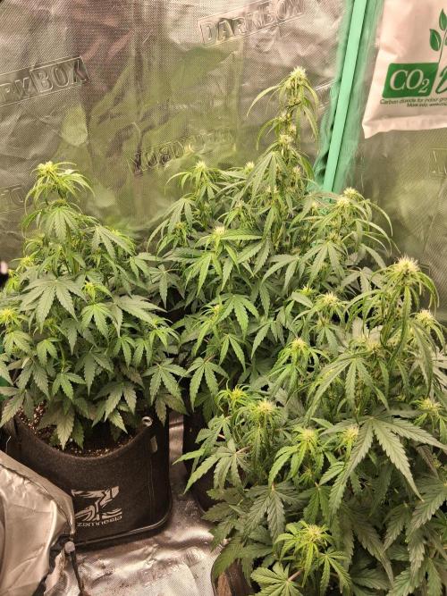 godfeather og f1 auto. Week 5 - Dimanche 