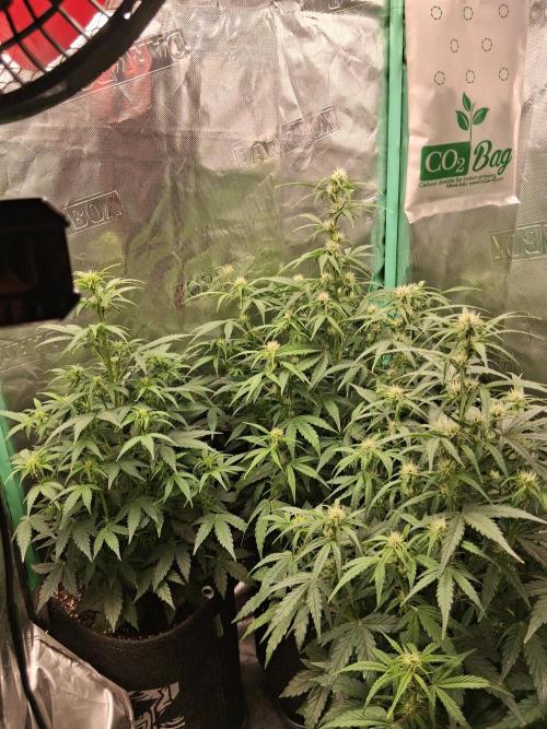 godfeather og f1 auto. Week 5 - Lundi 