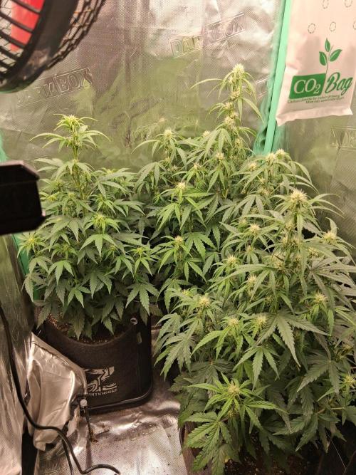 godfeather og f1 auto. Week 5 - Mardi 