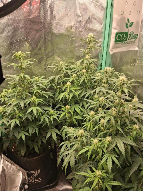 godfeather og f1 auto. Week 5 - Mercredi 