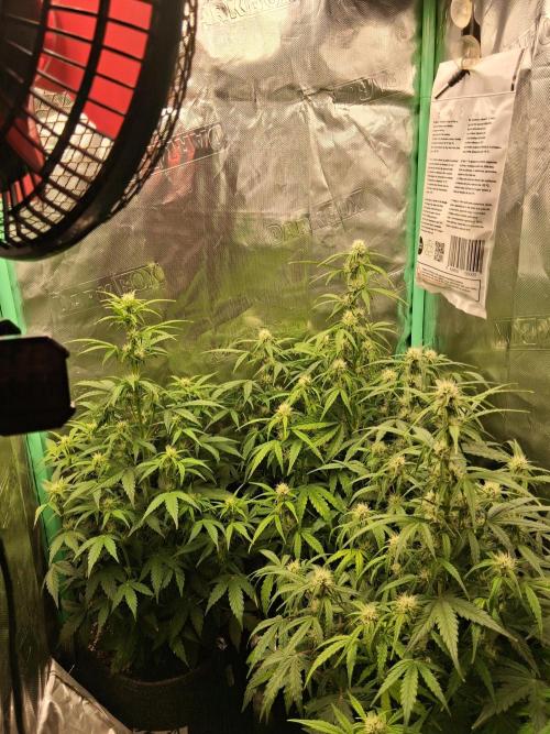 godfeather og f1 auto. Week 6 - Jeudi 