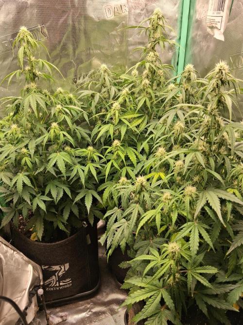 godfeather og f1 auto. Week 6 - Vendredi 