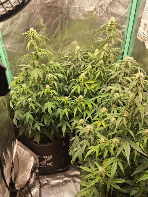 godfeather og f1 auto. Week 6 - Samedi 