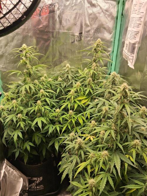 godfeather og f1 auto. Week 6 - Mardi