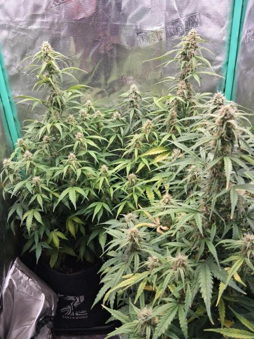 godfeather og f1 auto. Week 7 - Vendredi 