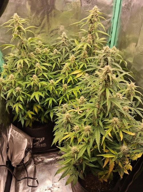 godfeather og f1 auto. Week 7 - Samedi 