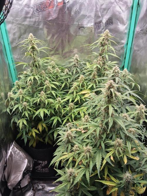 godfeather og f1 auto. Week 7 - Dimanche 