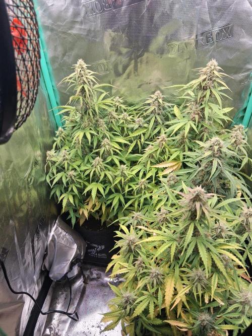 godfeather og f1 auto. Week 8 - Jeudi