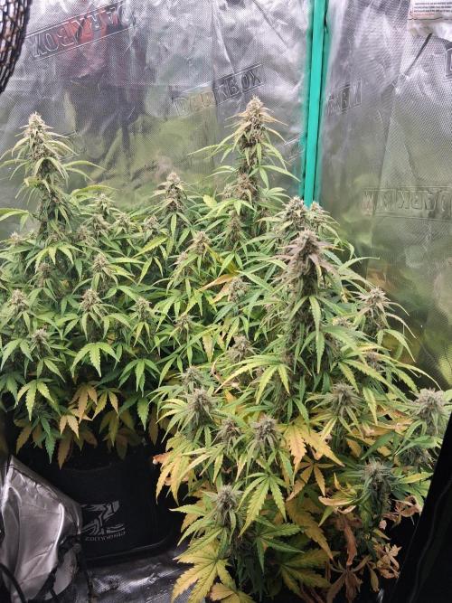 godfeather og f1 auto. Week 8