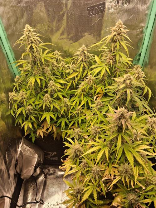 godfeather og f1 auto. Week 8