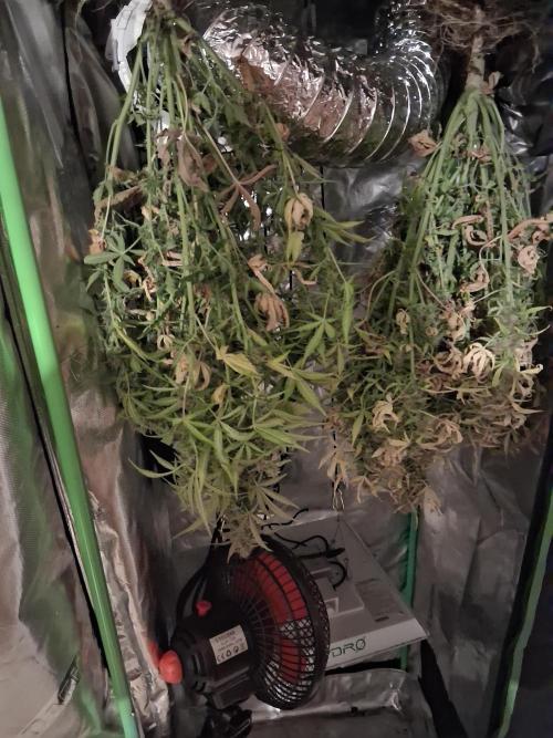 godfeather og f1 auto. Week 8 - Jeudi