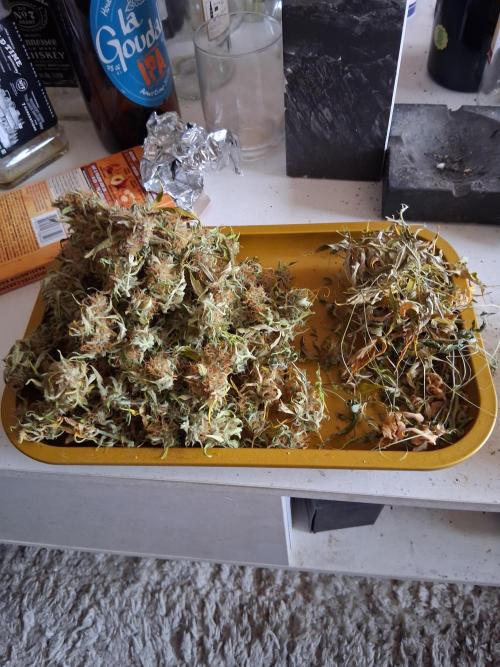 godfeather og f1 auto. Week 9