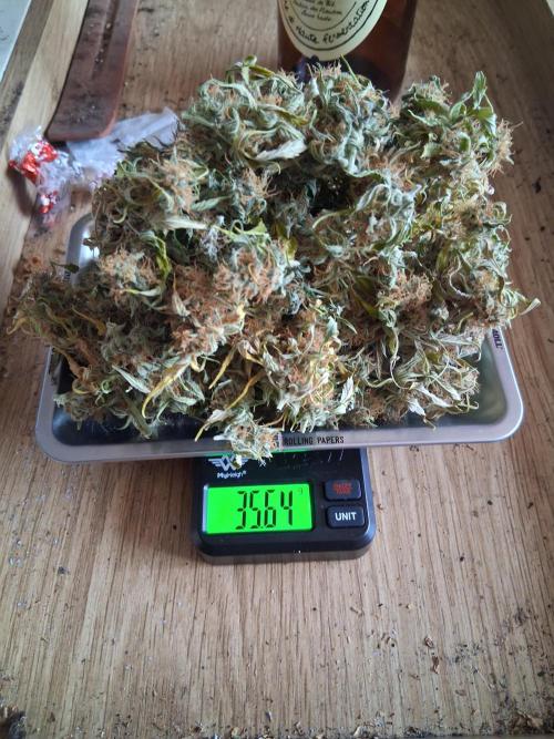 godfeather og f1 auto. Week 9